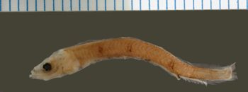 Media type: image; Ichthyology 66223